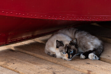 Fototapety na wymiar - Fototapeta24.pl