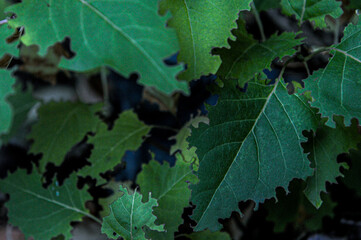 green leaves