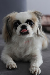 Pekingese. portrait of a dog. white dog. dog with big eyes.