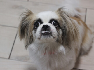 Pekingese teeth. Pekingese. portrait of a dog. white dog. dog with big eyes.