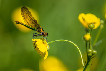Banded Demoiselle