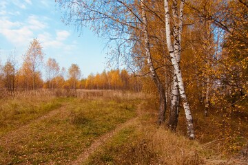 birch forest Golden autumn lake