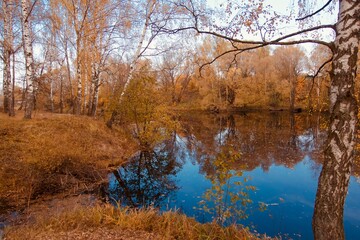 Obraz premium birch forest Golden autumn laken