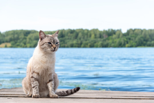 Grey cat sitting on wooden deck or pier, portrait of feline domestic animal looking aside. Pond or lake, river tranquil landscape. Friendly fluffy kitty with cute muzzle. Relaxed expression of kitten - Powered by Adobe