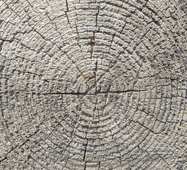 texture and background of old and gray tree stump top view