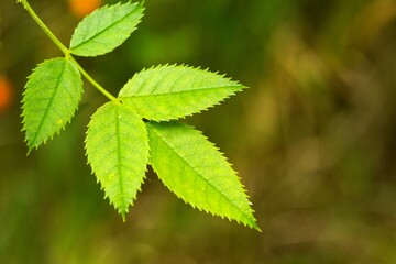 Red rosehip berries, fruits for making tea.