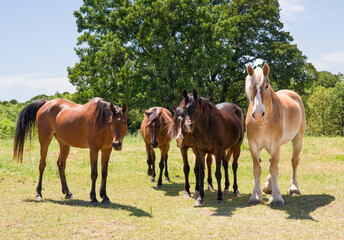 Herd of horses standing in pasture, facing the viewer, on a sunny spring day