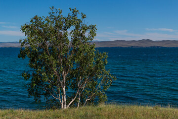 Fototapeta na wymiar Birch tree with green foliage and white trunk stands on grassy shore of blue lake Baikal against background of mountains. Summer landscape