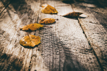 leaves on wooden table
