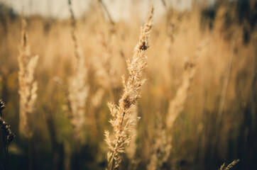 Fototapeta premium Close up of golden summer meadow grass during sunny morning.
