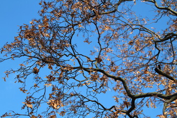 tree branches against blue sky