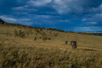 herd of gray brown red horses graze on yellow grass field among trees in light of sunset, clouds. Baikal lake nature