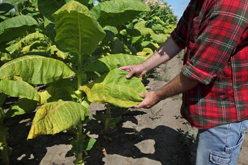Farmer or agronomist examining and picking leaf of tobacco plant in field, closeup of hands and leaf