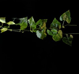 Creeper plant on black background, decorative concept