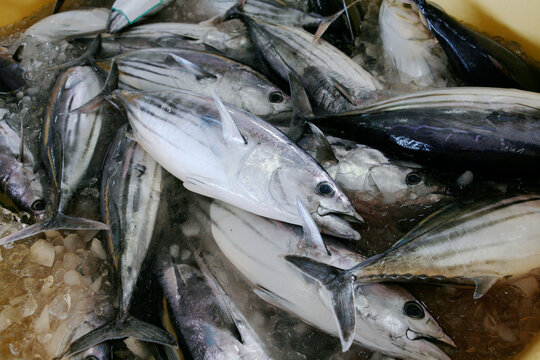 勝浦漁港カツオの水揚げ