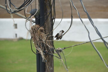 bird on a wire