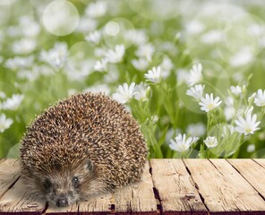 Animal. © BillionPhotos.com