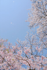 津山鶴山公園　桜ふぶき
