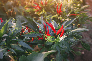 Ripe red peppers grow in a greenhouse in the garden. Agriculture and organic eco vegetables and food.