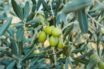 Green olives grow on the branch of a young olive tree on the farm. Production of eco organic oil