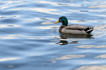 Duck is swimming on the blue water of lake