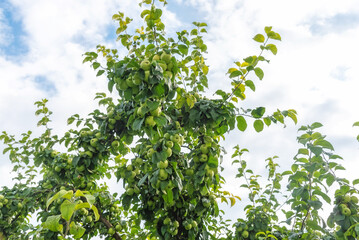 Fototapeta premium Branch full of ripe apples, tree twigs against blue sky. Seasonal rustic autumn harvest in farm. Growing plants in orchard or garden. Organic production, fruit full of vitamins and antioxidants