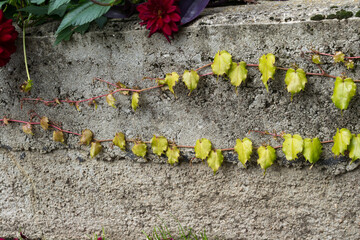 Obraz premium Ivy growing horizontally across a concrete wall in October. 