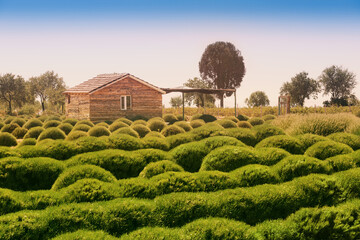 Plantation of agricultural plants and lavender near a farmhouse in a small village. Agrotourism concept