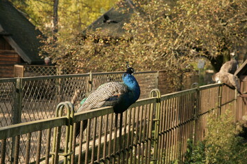 peacock on the fence