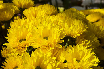 Bright blooming yellow chrysanthemums.