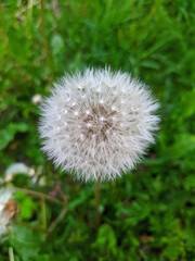 dandelion closeup on blurred green grass background