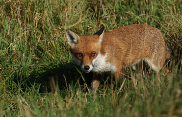 A magnificent wild Red Fox, Vulpes vulpes, hunting for food.