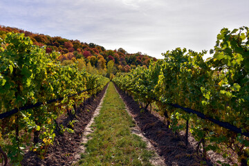Niagara escarpment and vineyard in autumn.