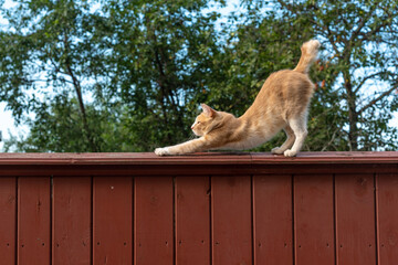 Orange cat stretching outdoors, side view of ginger kitty standing on high fence. Domestic fluffy feline animal spending time outside. Furry kitten against greet trees clear sky, rustic area