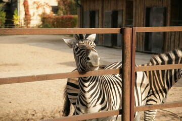 zebra in zoo