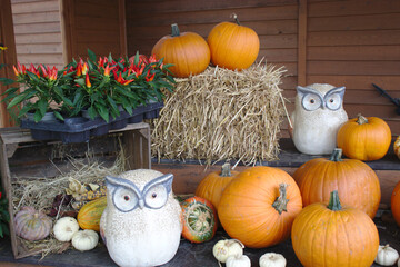 Different varieties of squashes and pumpkins with owls Colorful vegetables top view
