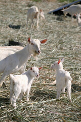 Fototapeta premium 多良間島ヤギ