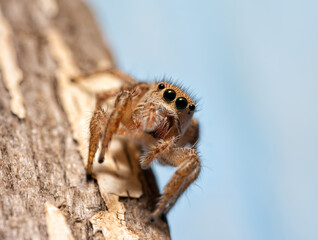 Tiny female Habronattus coecatus jumping spider looking at the viewer