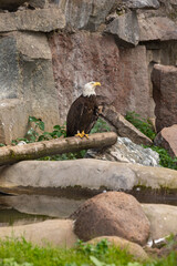 Bald eagle on a tree next to a rock