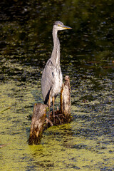 Grey heron on a local pond fishing during morning hours.