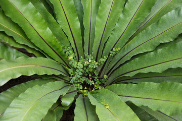 Bird nest plant of the Aspleniaceae family, of the species Asplenium Nidus