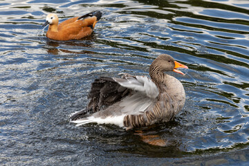 Ducks swim on the pond close up