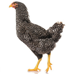 one black chicken isolated on white background, studio shoot