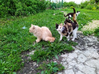 several cats in the yard in the daytime