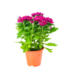 Purple fresh Chrysanthemum flowers in container on white background