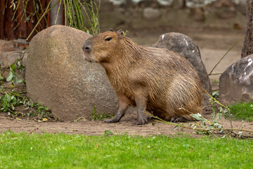 Capybara walks in a green meadow in the park