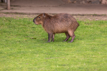Capybara walks in a green meadow in the park