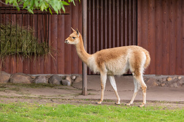 Guanaco walks on green grass during the day