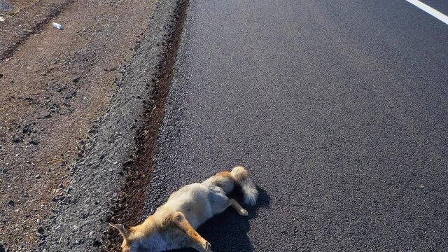 The fox killed by a car crash on the roadside, the fox killed by the people,