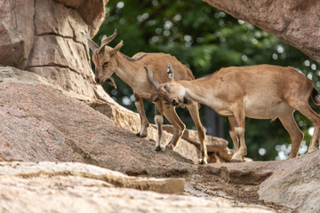 Young males of markhor fighting on a rock